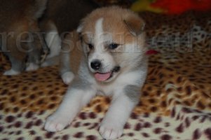 13 tak to je mazec.jpg